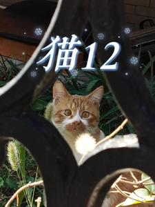 猫12By{author}